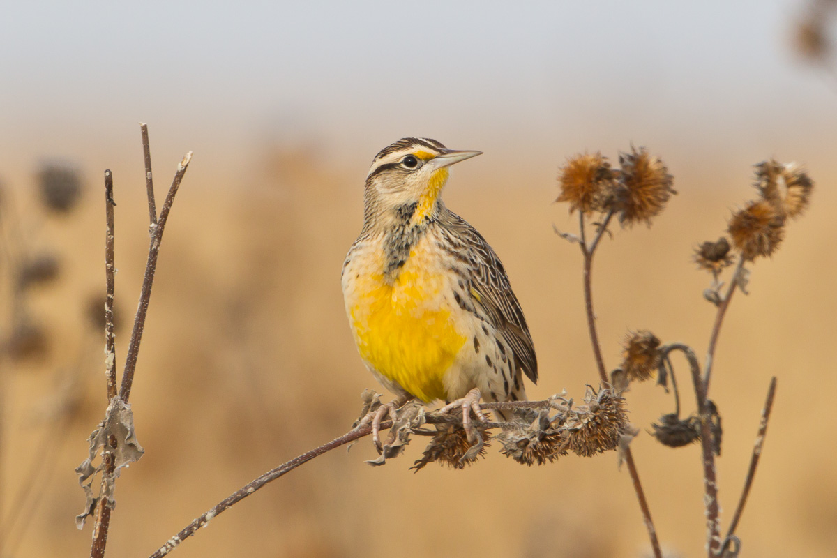 Western Meadowlark (Sturnella neglecta)